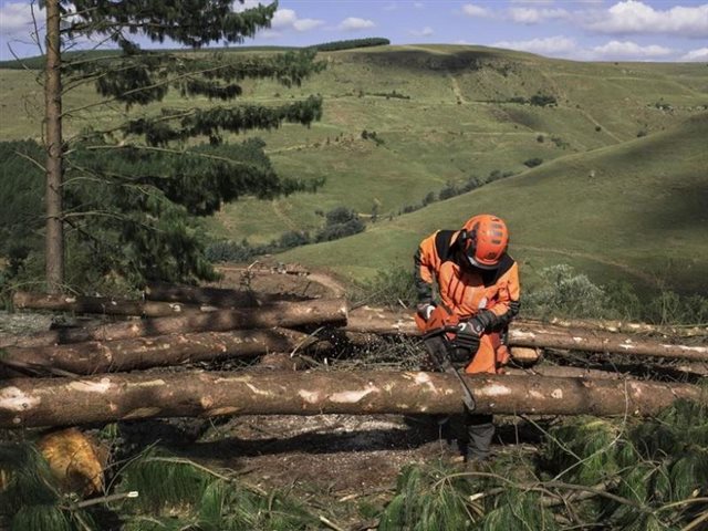 2022 Husqvarna Power Gas Chainsaws 565 at R/T Powersports