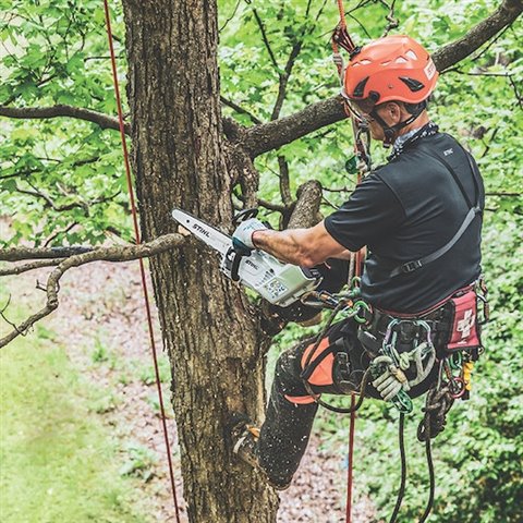 2023 STIHL MSA161 T 12 at McKinney Outdoor Superstore