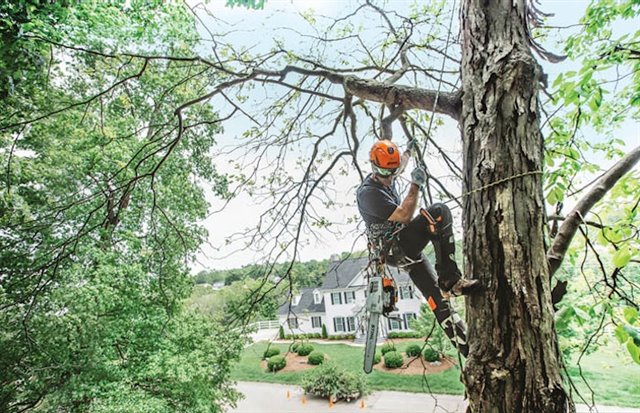 2024 STIHL MS201T/14 at McKinney Outdoor Superstore