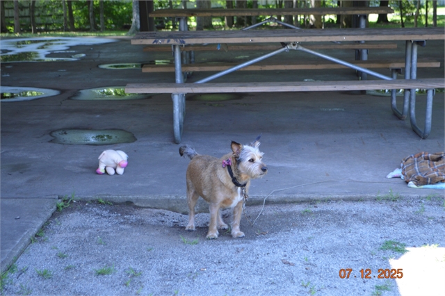 2025 7/12 SMHOG Annual Meeting & Picnic Photos at Smoky Mountain HOG
